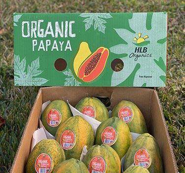 HLB Organic Papaya